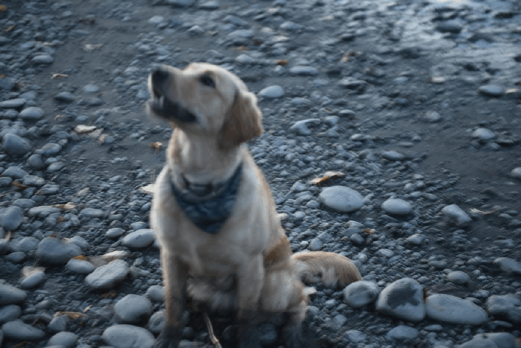 Media 224 Digital Storytelling Healing Creations PNW